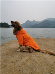 Cozy Dog Hoodie