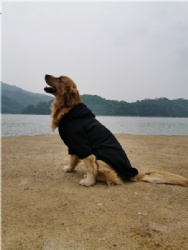 Black Dog Jumper