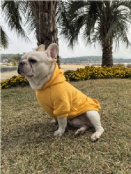 Yellow Dog Coat
