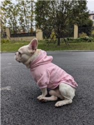 Custom Dog Pullover