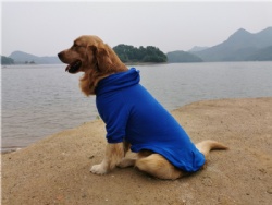 Royal Blue Stretchy Dog Hoody