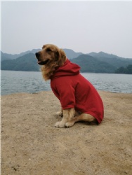 Big Dog Sweatshirt