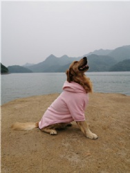 Large Dog Clothes