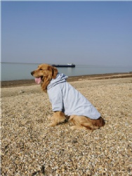 Big Dog Clothing