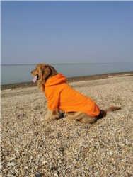 Clothes for Big Dogs