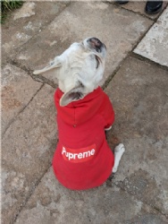 Pupreme Dog Hoodie