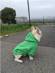 French Bulldog Clothes