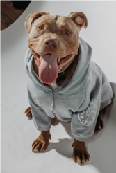 Dog Hoodies for Pitbulls