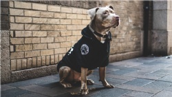 Clothes for Pitbulls