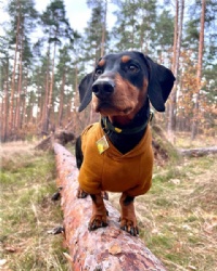Dachshund Hoodie