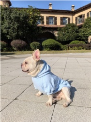 Sky Blue Dog Hoodie