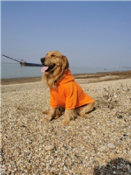 Orange Dog Jumper
