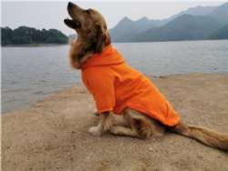 Orange Dog Hoodie