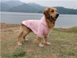 Pink Dog Hoodie