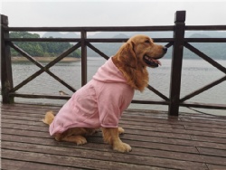 Pink Pet Hoodie