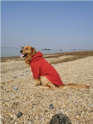 Dark Red Dog Hoodie
