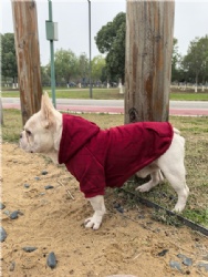 Burgundy Dog Jumper