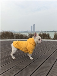Yellow Dog Hoodie