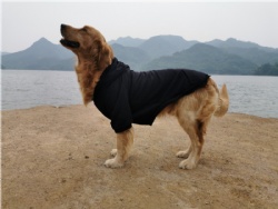 Black Dog Hoodie