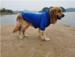Royal Blue Dog Hoodie