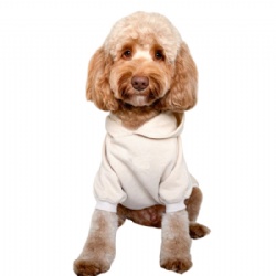 beige dog sweatshirt