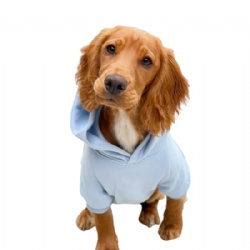 sky blue dog hoodies sweatshirts